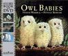 * OWL BABIES (BOOK & DVD)